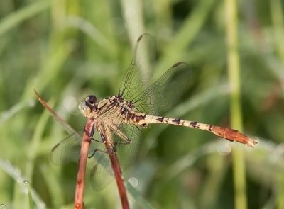 Jade Clubtail