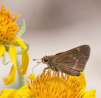 Crossline Skipper