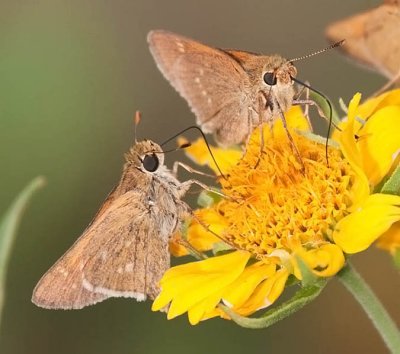 Dotted Skipper