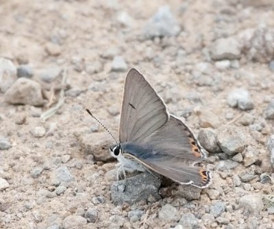 g4/59/814559/3/136152831.rANHa8Gm.jpg