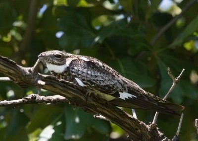 Common Nighthawk