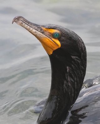 Double-crested Cormorant