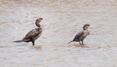 Neotropic Cormorant on left & possible hybrid on right