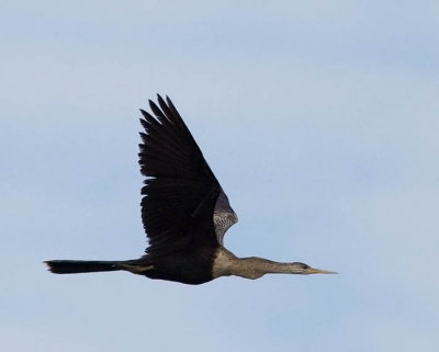 Anhinga