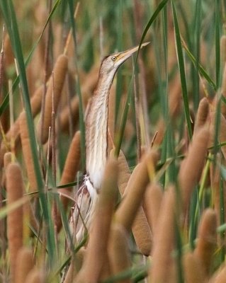 Least Bittern