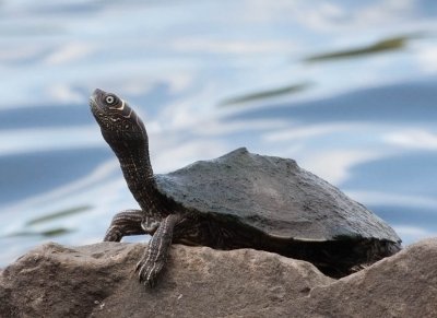 Mississippi Map Turtle