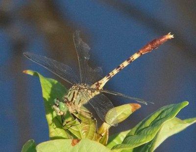 Jade Clubtail