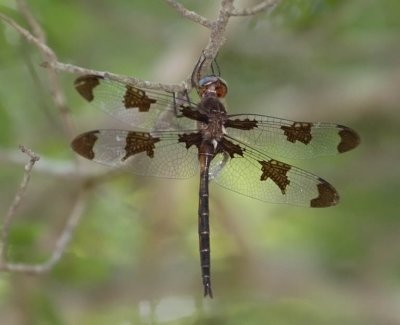 Prince Baskettail