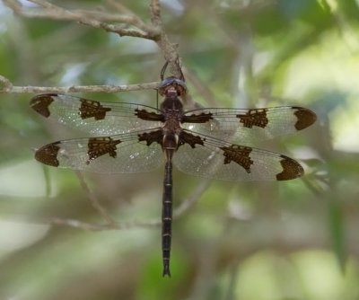 Prince Baskettail