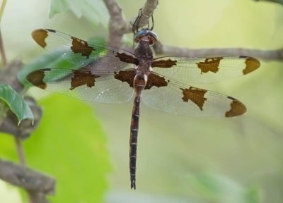 Prince Baskettail