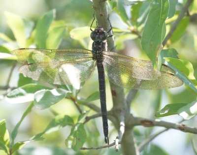 Swamp Darner