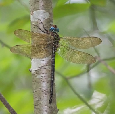 Swamp Darner