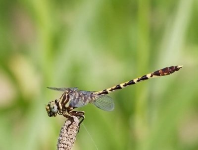 Common Sanddragon
