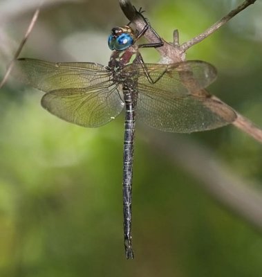Swamp Darner