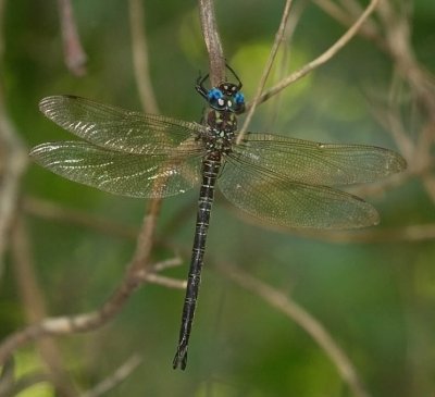 Swamp Darner