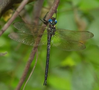 Swamp Darner