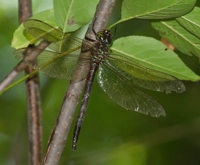 Swamp Darner