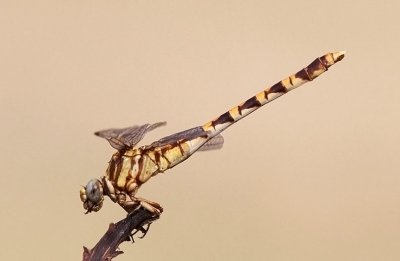Common Sanddragon