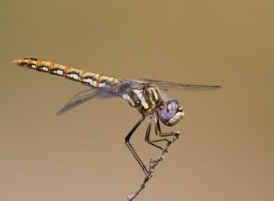 Variegated Meadowhawk
