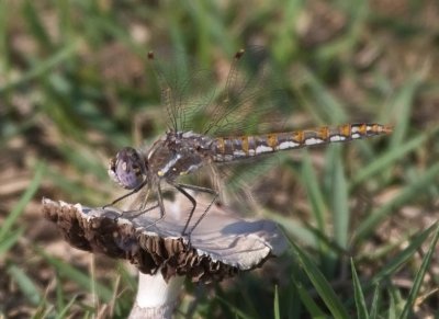 Variegated Meadowhawk