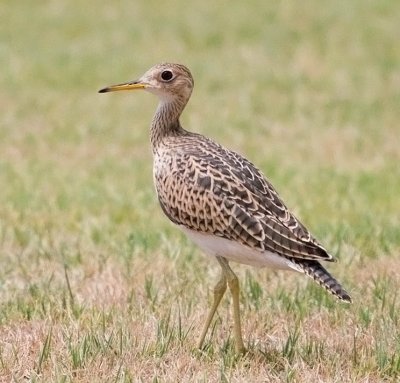 Upland Sandpiper