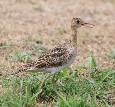 Upland Sandpiper