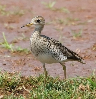 Upland Sandpiper