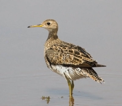 Upland Sandpiper