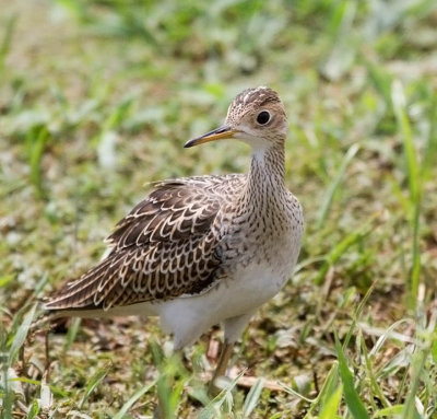 Upland Sandpiper