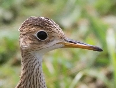 Upland Sandpiper