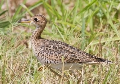 Upland Sandpiper