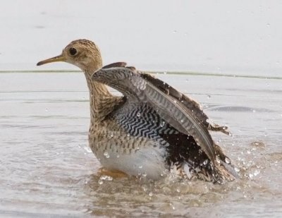 Upland Sandpiper