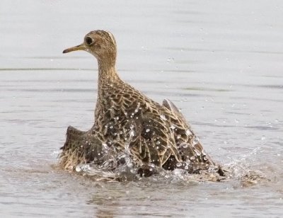 Upland Sandpiper