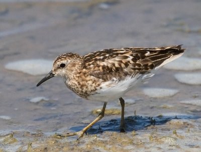 Least Sandpiper