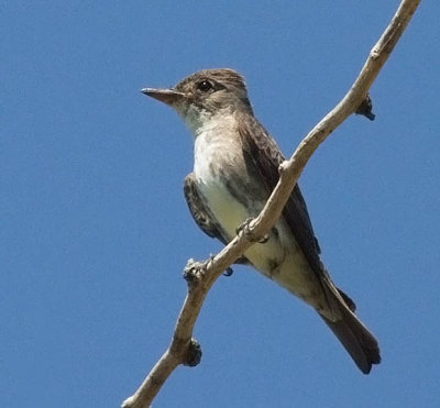 Olive-sided Flycatcher