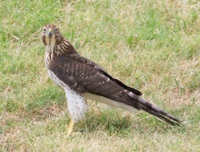 Cooper's Hawk