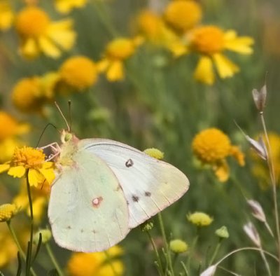 Clouded Sulphur