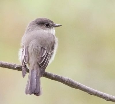 Eastern Phoebe