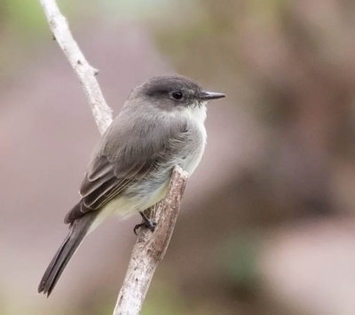 Eastern Phoebe