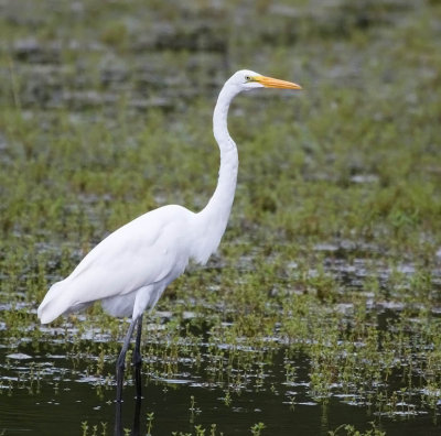 Great Egret