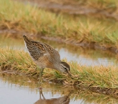 Short-billed Dowitcher