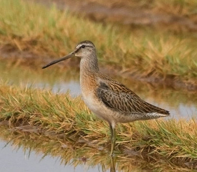 Short-billed Dowitcher