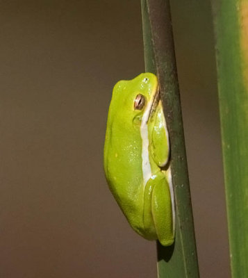 Green Treefrog