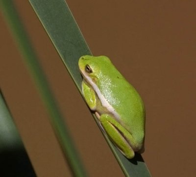Green Treefrog