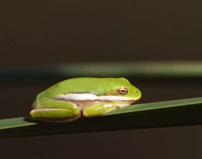 Green Treefrog