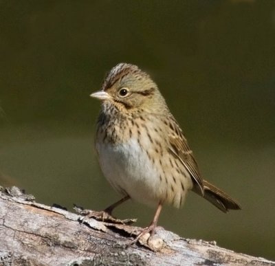 Lincoln's Sparrow