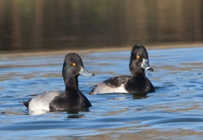 Lesser Scaup & Ring-necked Duck