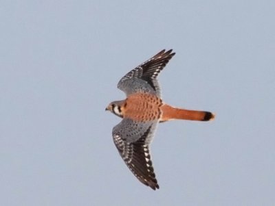 American Kestrel