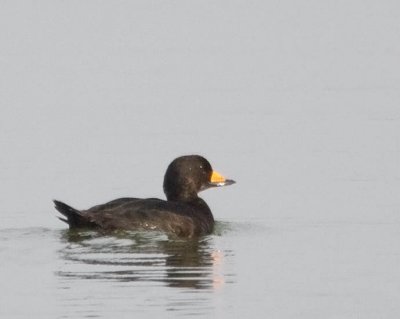 Black Scoter