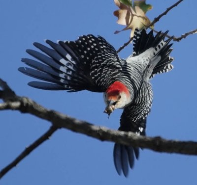 Red-bellied Woodpecker